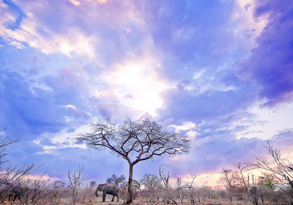 Image credits: Lesanne Fowler Photography Elephants in Victoria Falls